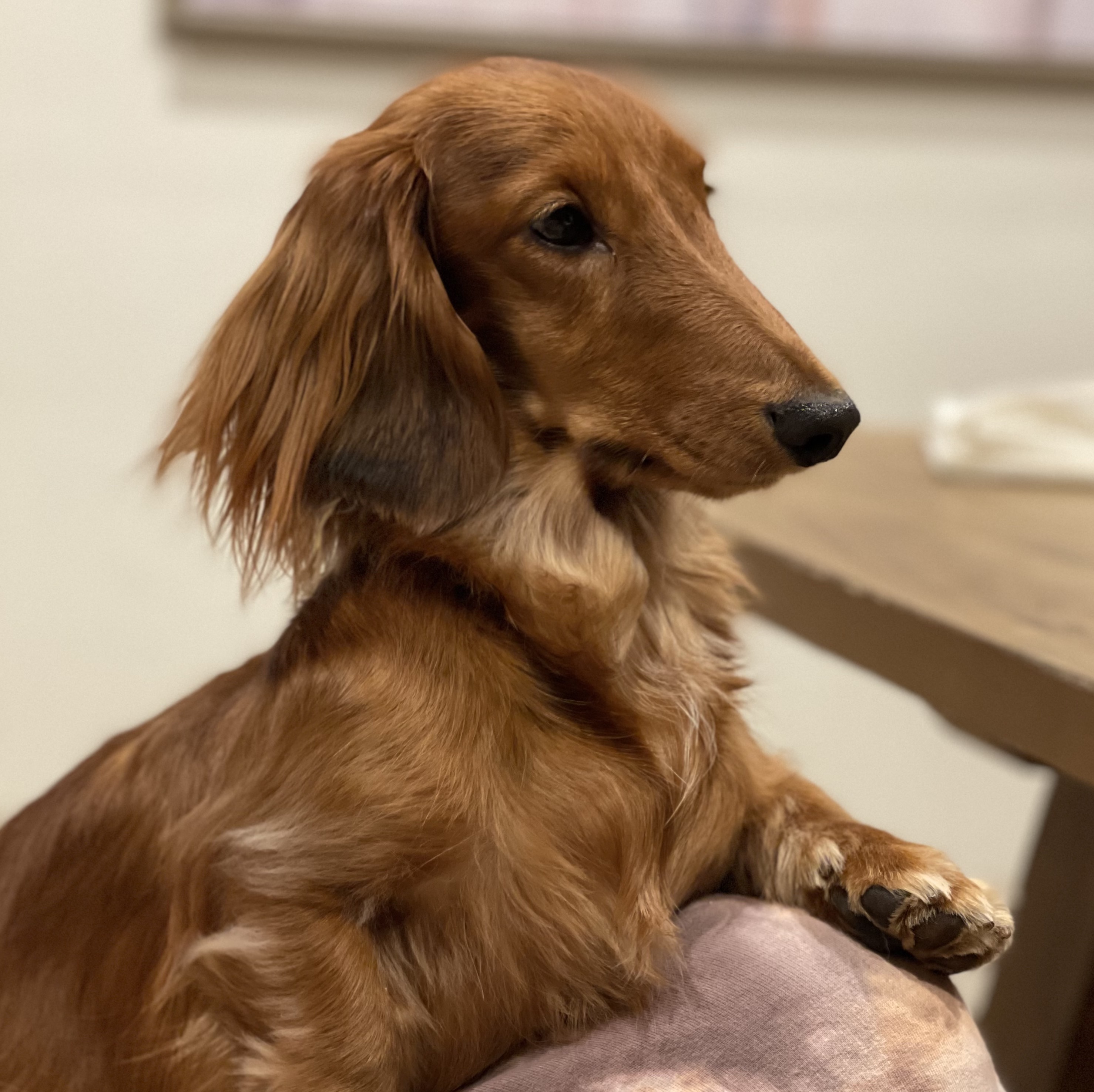 An image of Bo the Dachshund - Chief Mascot at MAGCITY MEDIA